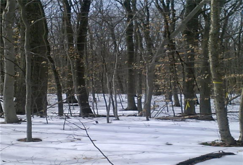 495 Wickham Road, Glastonbury, Connecticut 06033, ,Lots And Land For Sale,For Sale,Wickham,G10194171