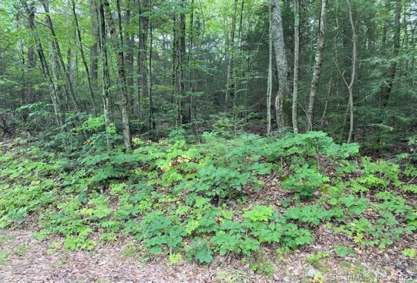 Lot 87 Hyerdale Drive, Goshen, Connecticut 06756, ,Lots And Land For Sale,For Sale,Hyerdale,170474260