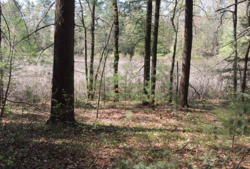 730 Clayton Road, Sheffield, Massachusetts 01257, ,Lots And Land For Sale,For Sale,Clayton,L141454