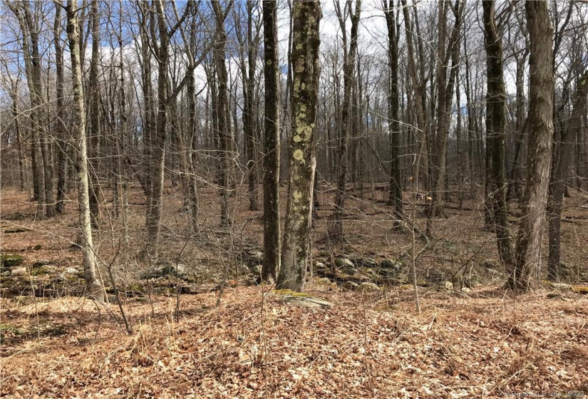 Lot 12 Weed Rd, Torrington, Connecticut 06790, ,Lots And Land For Sale,For Sale,Weed Rd,170479428