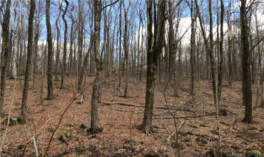 Lot 12 Weed Rd, Torrington, Connecticut 06790, ,Lots And Land For Sale,For Sale,Weed Rd,170479428