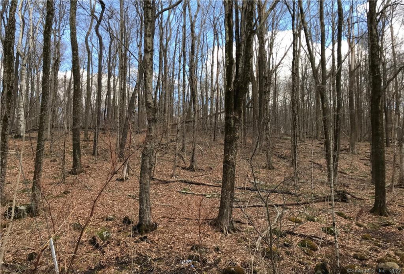 Lot 12 Weed Rd, Torrington, Connecticut 06790, ,Lots And Land For Sale,For Sale,Weed Rd,170479428