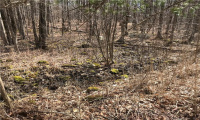 Lot 12 Weed Rd, Torrington, Connecticut 06790, ,Lots And Land For Sale,For Sale,Weed Rd,170479428