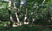 00 Greenwoods Road, Norfolk, Connecticut 06058, ,Lots And Land For Sale,For Sale,Greenwoods,170392753
