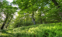 00 Greenwoods Road, Norfolk, Connecticut 06058, ,Lots And Land For Sale,For Sale,Greenwoods,170392753