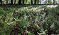 00 Greenwoods Road, Norfolk, Connecticut 06058, ,Lots And Land For Sale,For Sale,Greenwoods,170392753