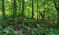 107 Morris Road, Washington, Connecticut 06794, ,Lots And Land For Sale,For Sale,Morris,170266554