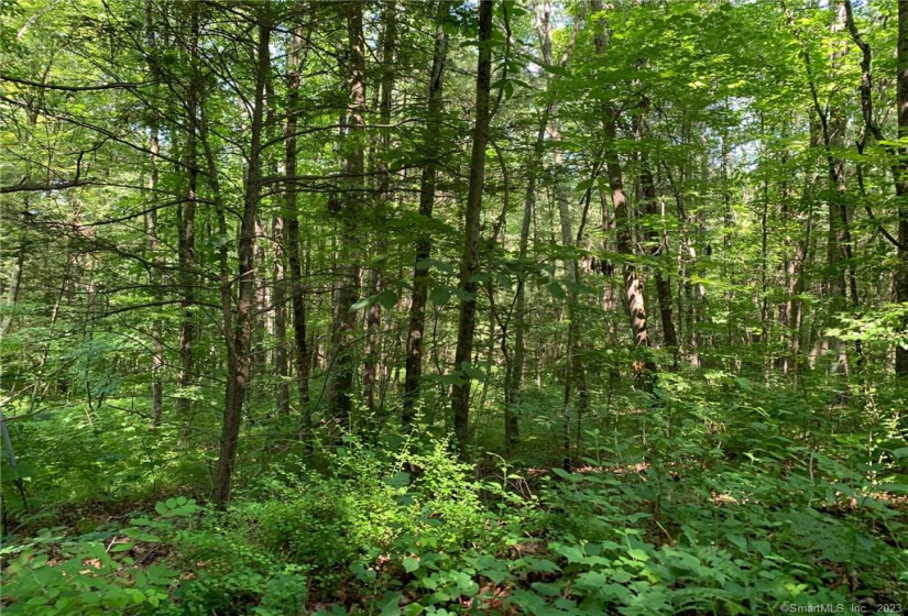 107 Morris Road, Washington, Connecticut 06794, ,Lots And Land For Sale,For Sale,Morris,170266554