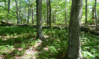 184 Shore Road, Old Lyme, Connecticut 06371, ,Lots And Land For Sale,For Sale,Shore,170303555