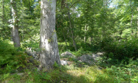 184 Shore Road, Old Lyme, Connecticut 06371, ,Lots And Land For Sale,For Sale,Shore,170303555