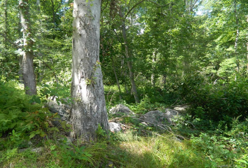 184 Shore Road, Old Lyme, Connecticut 06371, ,Lots And Land For Sale,For Sale,Shore,170303555