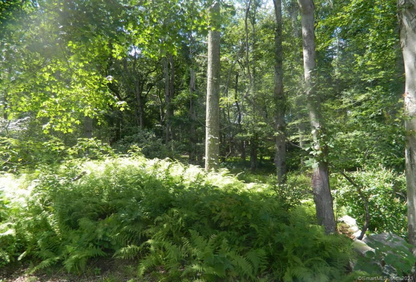 184 Shore Road, Old Lyme, Connecticut 06371, ,Lots And Land For Sale,For Sale,Shore,170303555