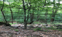 0000 Winsted-Norfolk Road, Winchester, Connecticut 06098, ,Lots And Land For Sale,For Sale,Winsted-Norfolk,170304263
