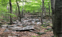 0000 Winsted-Norfolk Road, Winchester, Connecticut 06098, ,Lots And Land For Sale,For Sale,Winsted-Norfolk,170304263