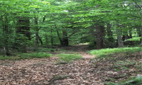 0000 Winsted-Norfolk Road, Colebrook, Connecticut 06021, ,Lots And Land For Sale,For Sale,Winsted-Norfolk,170304367