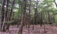 0000 Winsted-Norfolk Road, Colebrook, Connecticut 06021, ,Lots And Land For Sale,For Sale,Winsted-Norfolk,170304367