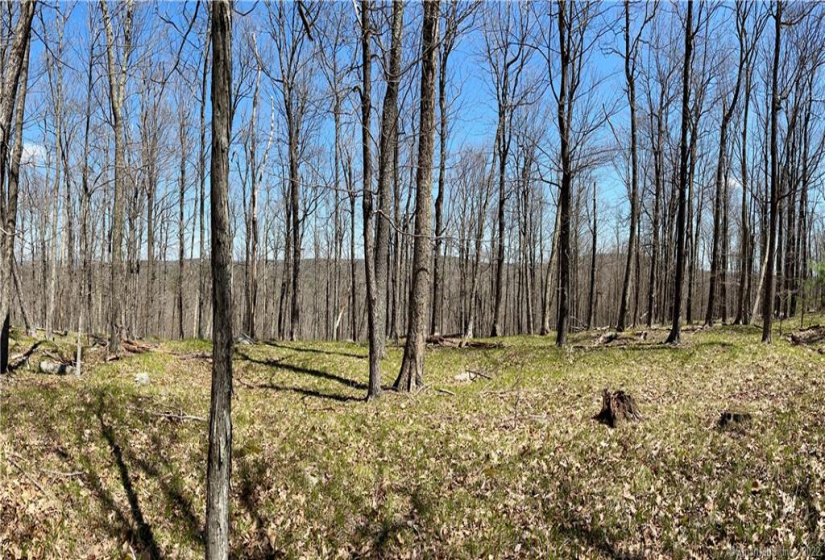 0000 Winsted-Norfolk Road, Colebrook, Connecticut 06021, ,Lots And Land For Sale,For Sale,Winsted-Norfolk,170304367