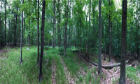 0000 Winsted-Norfolk Road, Colebrook, Connecticut 06021, ,Lots And Land For Sale,For Sale,Winsted-Norfolk,170304367