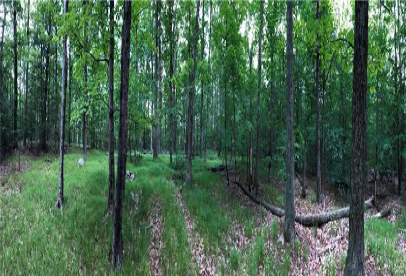 0000 Winsted-Norfolk Road, Colebrook, Connecticut 06021, ,Lots And Land For Sale,For Sale,Winsted-Norfolk,170304367