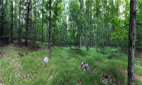 0000 Winsted-Norfolk Road, Colebrook, Connecticut 06021, ,Lots And Land For Sale,For Sale,Winsted-Norfolk,170304367