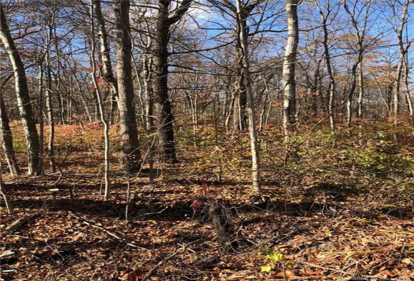 262 Route 81, Killingworth, Connecticut 06419, ,Lots And Land For Sale,For Sale,Route 81,170244156