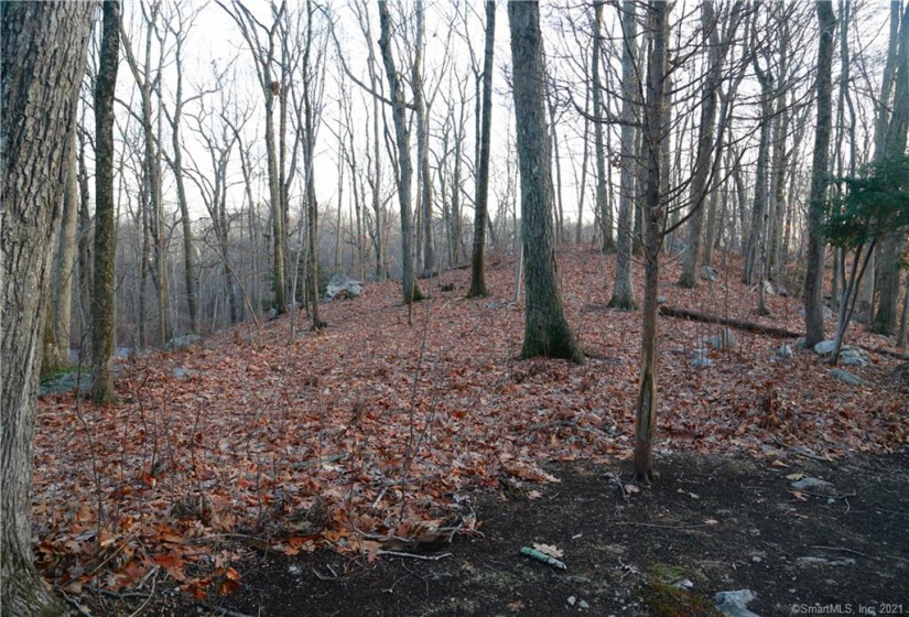 0 Wildwood Road, Stamford, Connecticut 06903, ,Lots And Land For Sale,For Sale,Wildwood,170356352